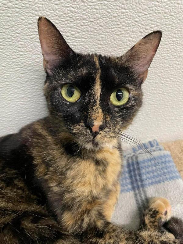 Enlarge Sassy, a Adoptable Domestic Short Hair in Gonic, NH image 1/3