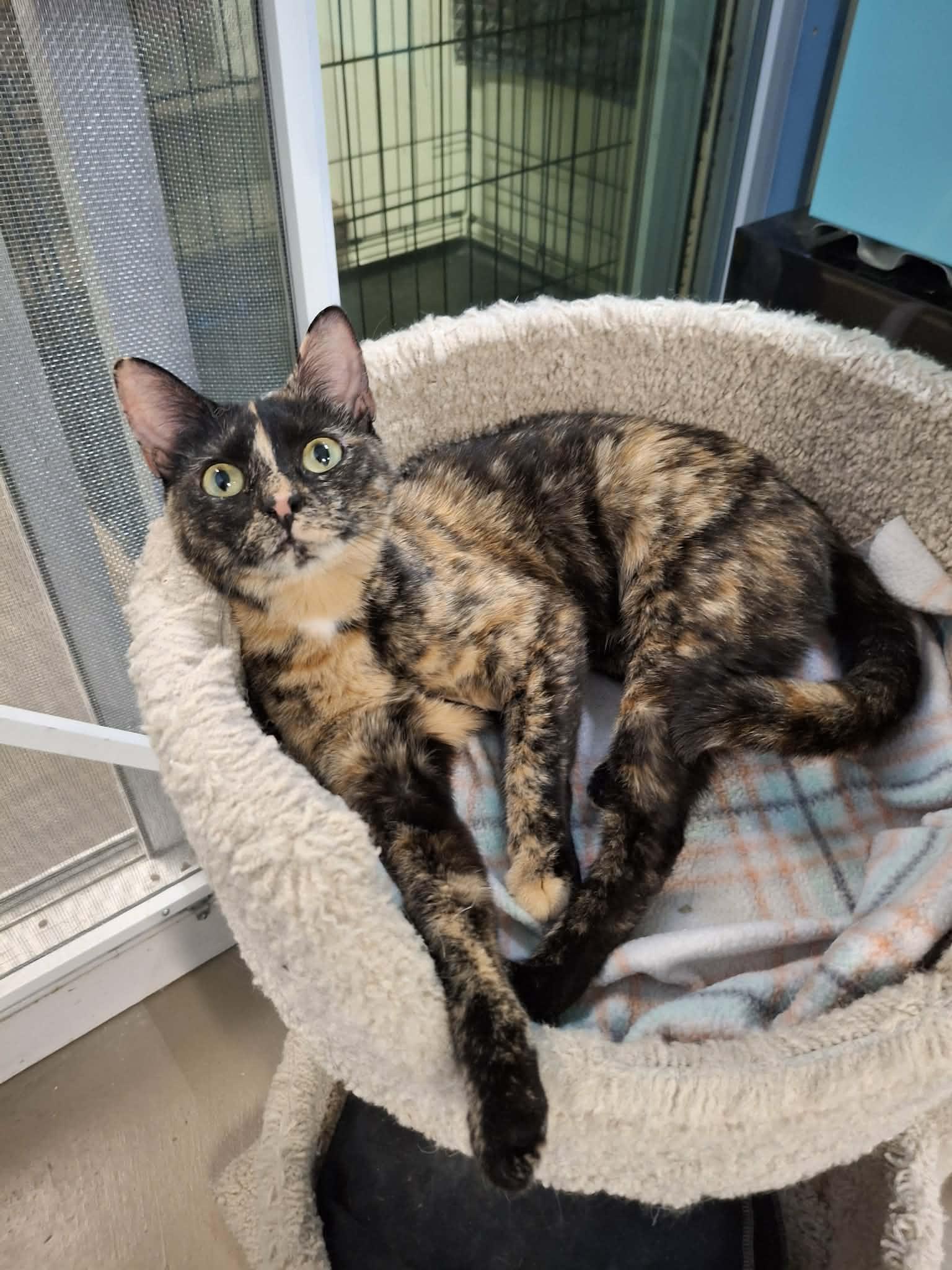 Sassy, Adoptable, Young Female Domestic Short Hair.