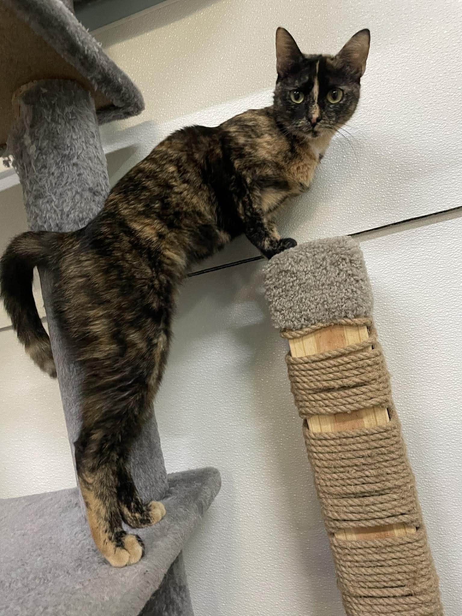 Enlarge Sassy, a Adoptable Domestic Short Hair in Gonic, NH image 2/3