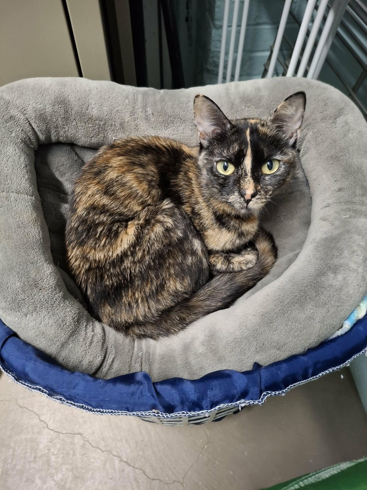 Enlarge Sassy, a Adoptable Domestic Short Hair in Gonic, NH image 3/3