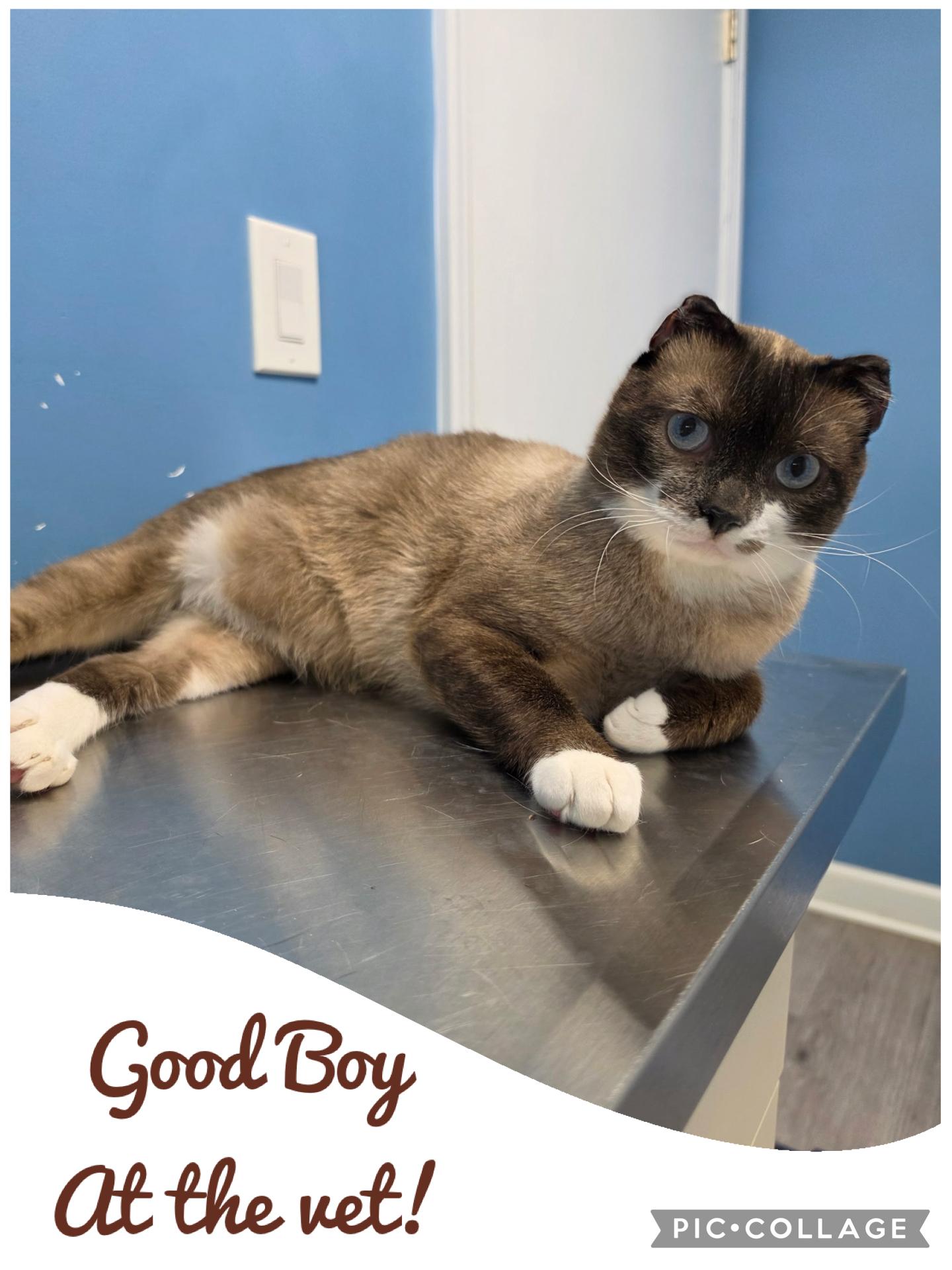 Otter, a ADOPTABLE mixed breed in Allentown, NJ image 6/6