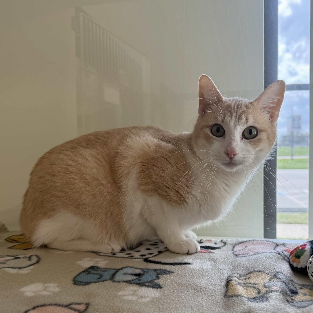 Enlarge Bridgett, a Adoptable Domestic Short Hair in Beaumont, TX image 1/5