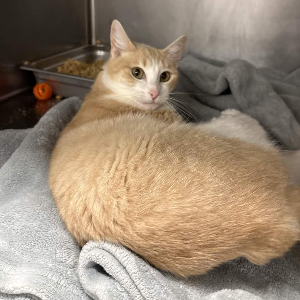 Enlarge Bridgett, a Adoptable Domestic Short Hair in Beaumont, TX image 2/5