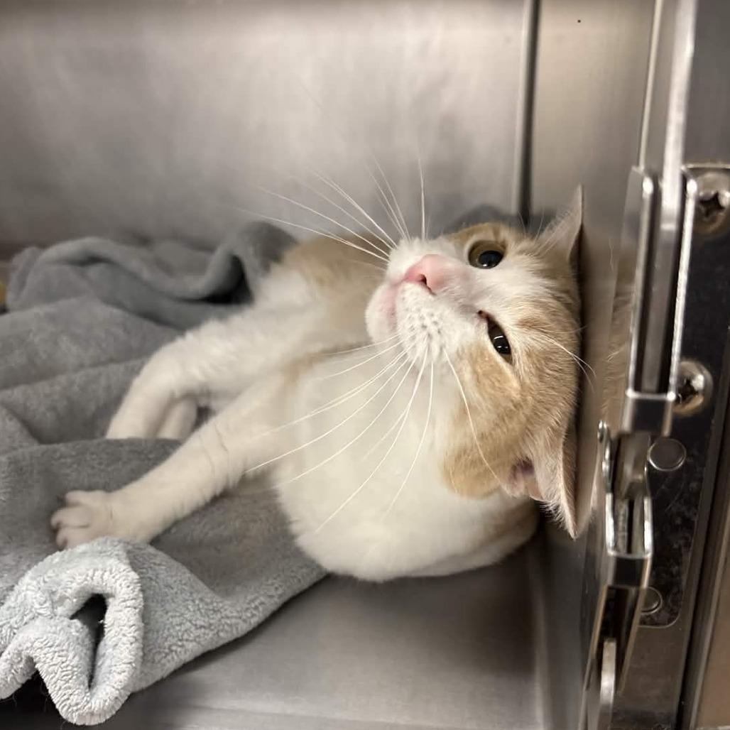 Enlarge Bridgett, a Adoptable Domestic Short Hair in Beaumont, TX image 3/5