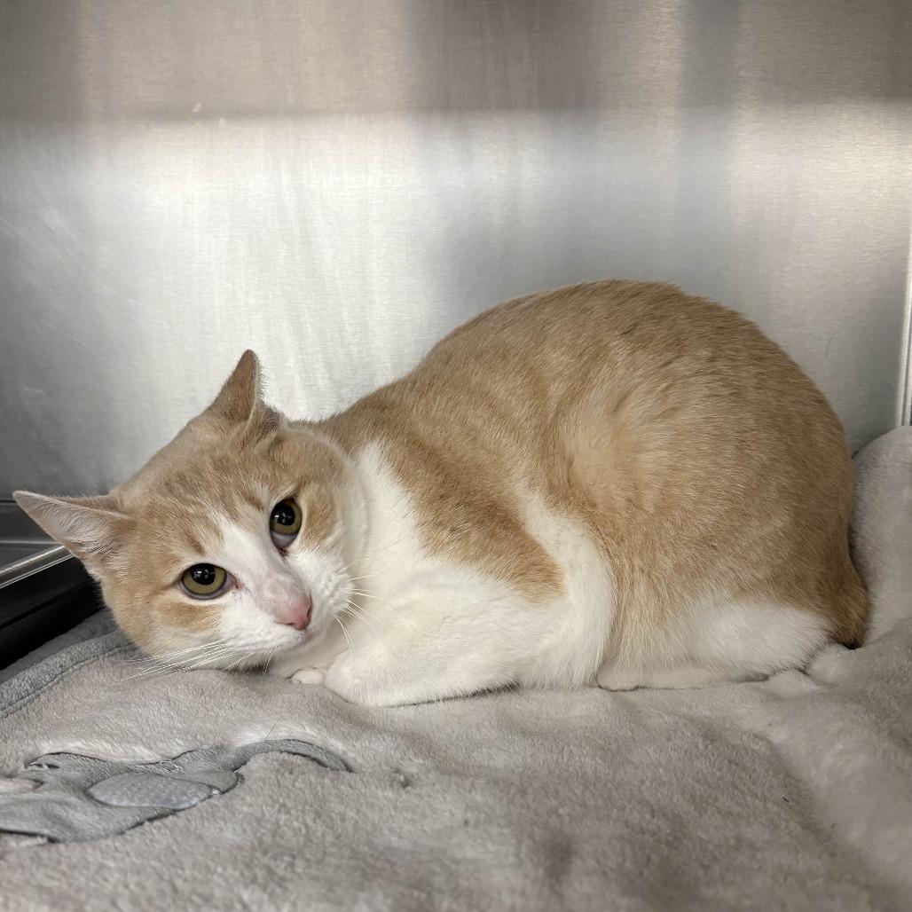 Enlarge Bridgett, a Adoptable Domestic Short Hair in Beaumont, TX image 4/5