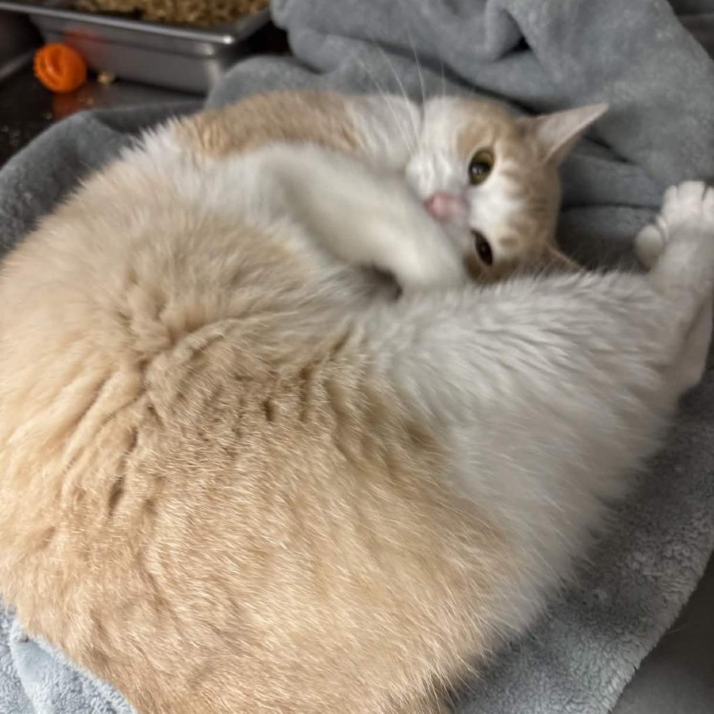 Enlarge Bridgett, a Adoptable Domestic Short Hair in Beaumont, TX image 5/5