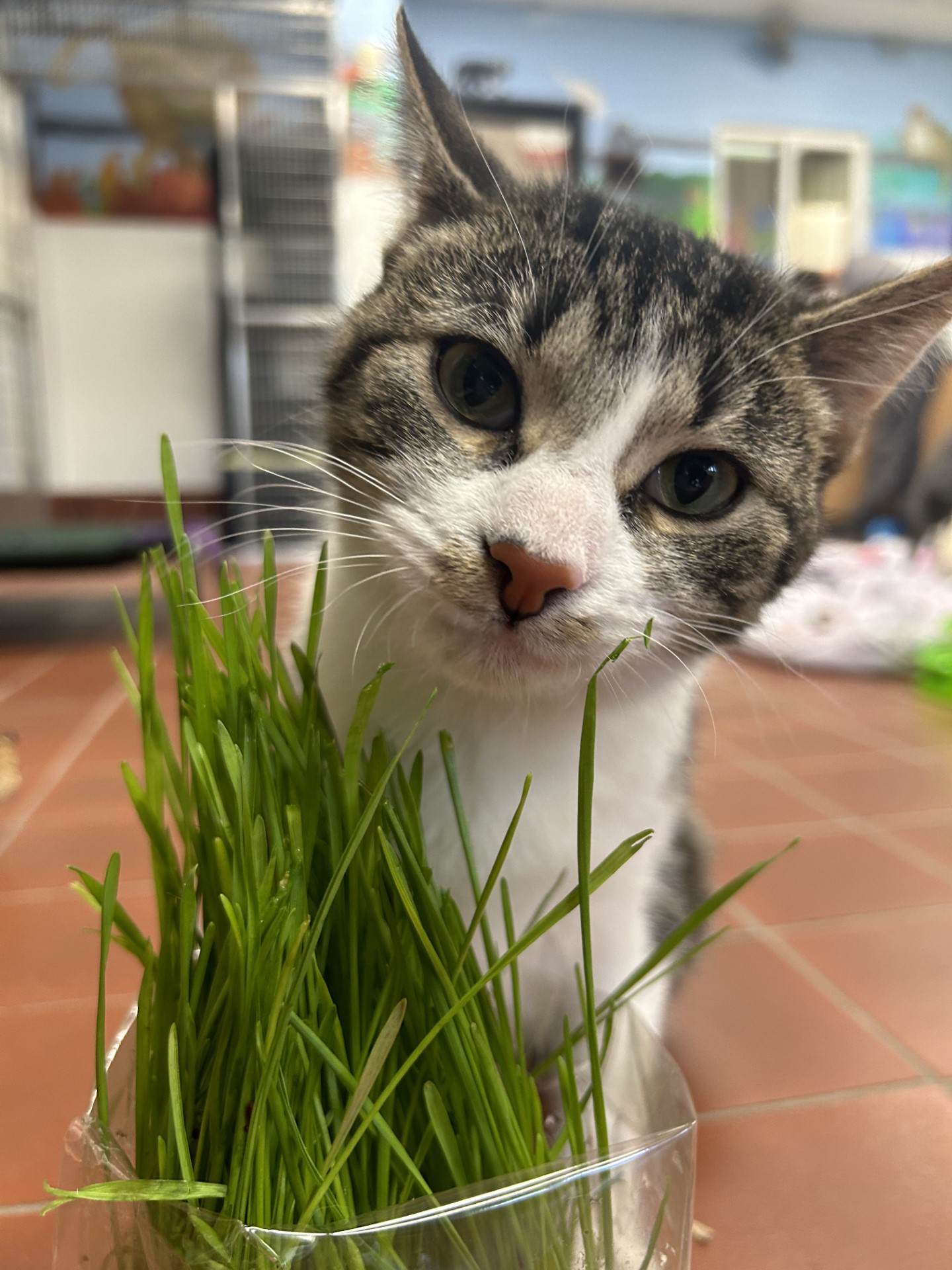 Enlarge Chai, a Adoptable mixed breed in Battle Creek, MI image 4/6