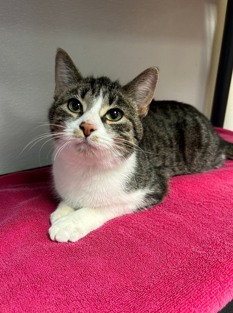 Enlarge Chai, a Adoptable mixed breed in Battle Creek, MI image 5/6