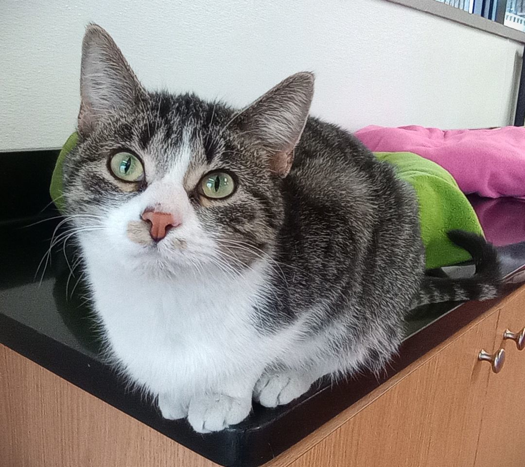 Chai, Adoptable, Adult Female Domestic Short Hair.