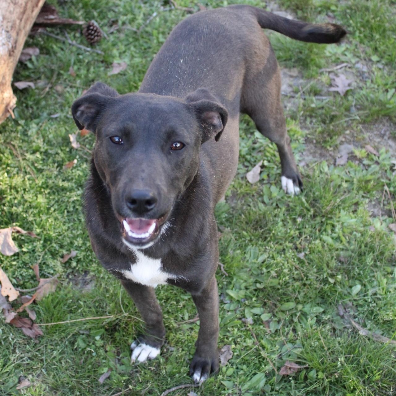 Enlarge Belle, a Adoptable mixed breed in Hooksett, NH image 1/5
