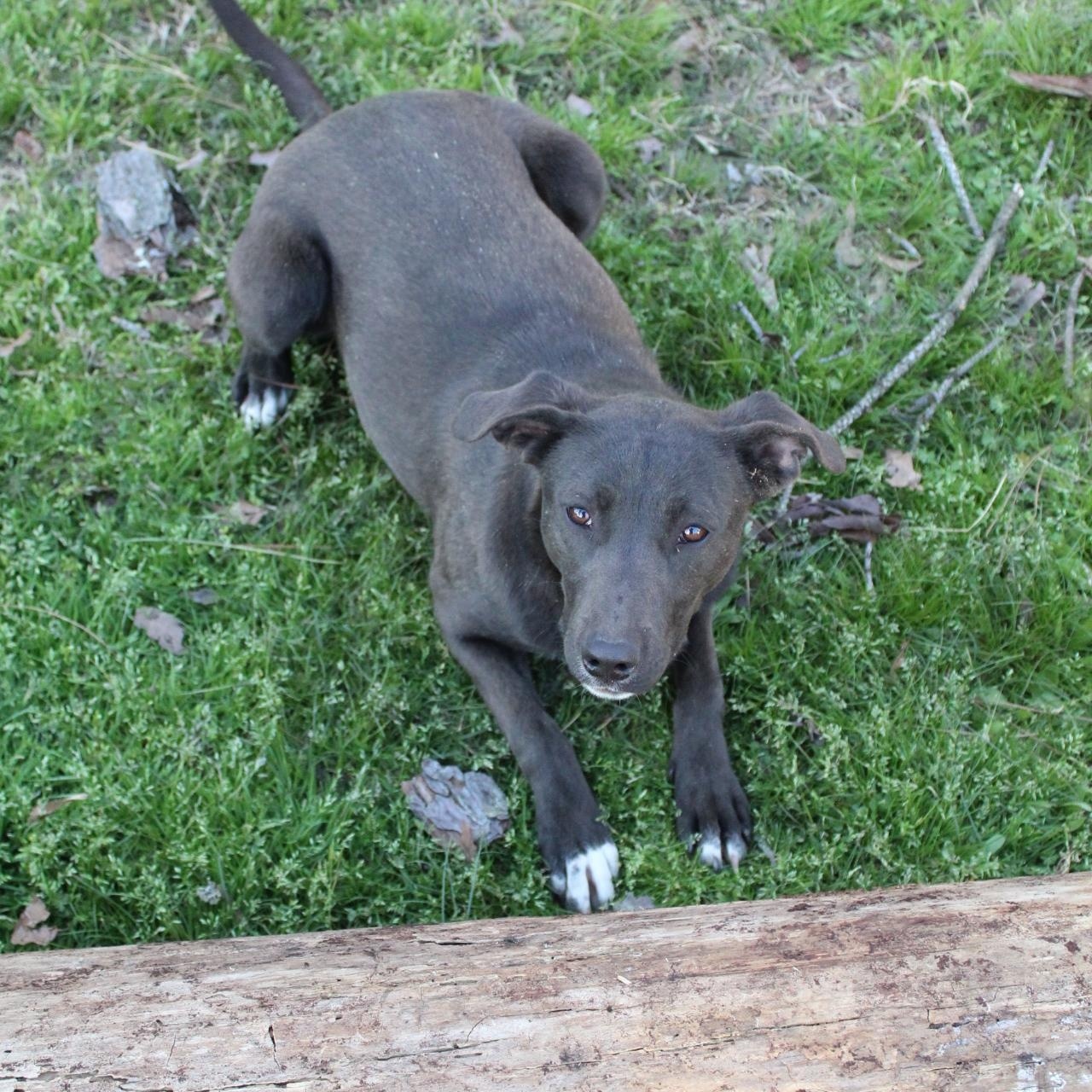 Enlarge Belle, a Adoptable mixed breed in Hooksett, NH image 4/5