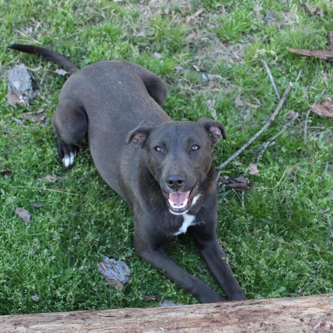 Enlarge Belle, a Adoptable mixed breed in Hooksett, NH image 3/5
