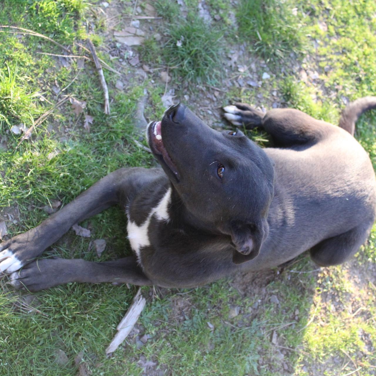 Enlarge Belle, a Adoptable mixed breed in Hooksett, NH image 5/5