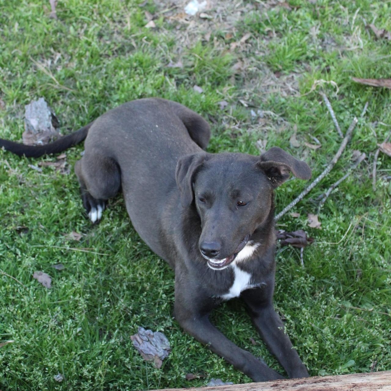 Enlarge Belle, a Adoptable mixed breed in Hooksett, NH image 2/5