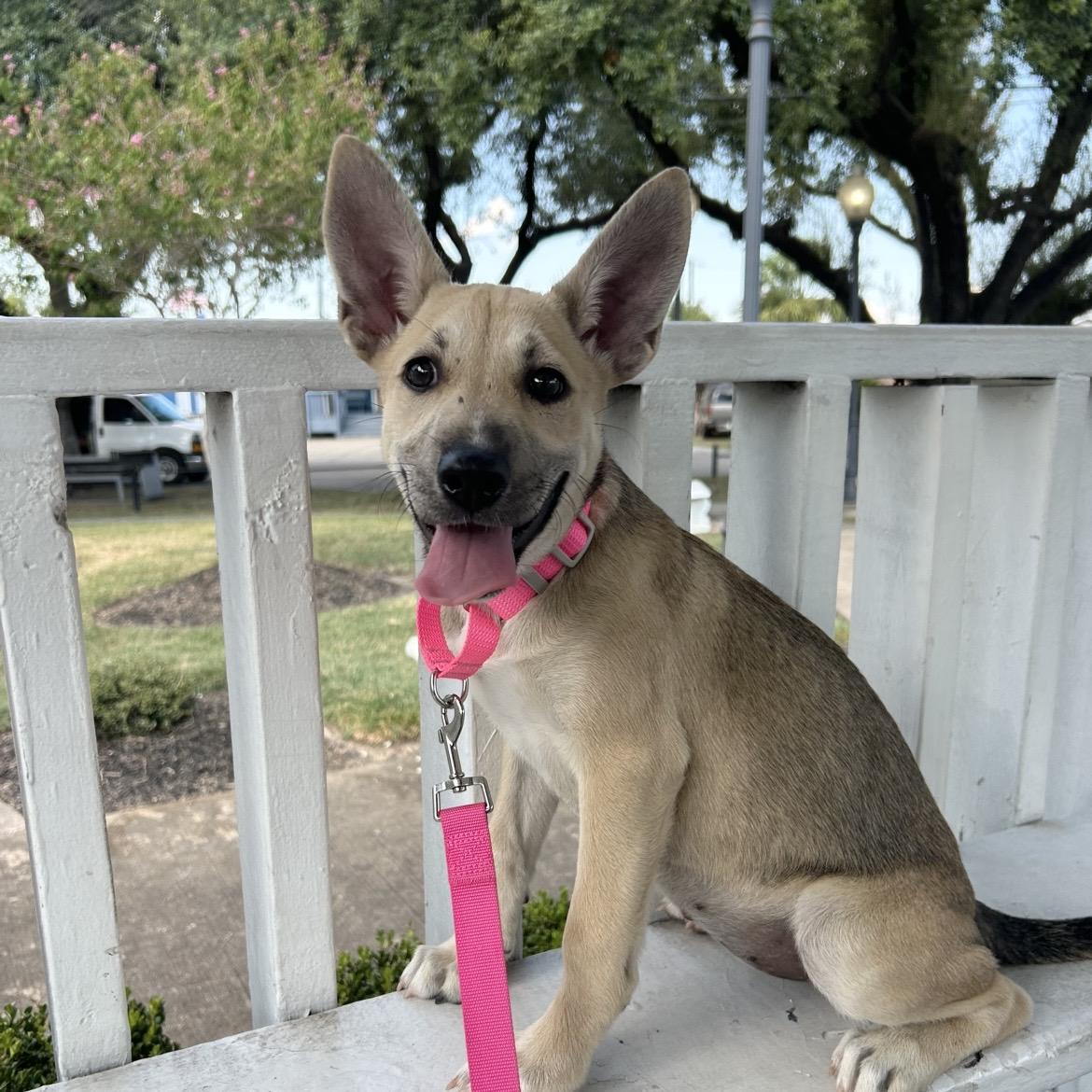 Enlarge Rachel, a Adopted mixed breed in Ashland, VA image 2/6