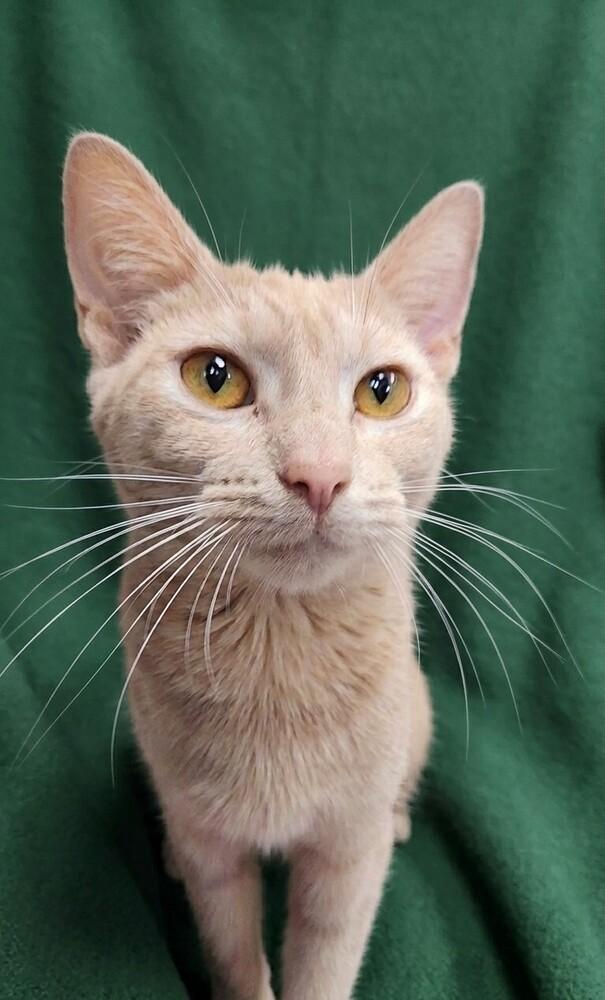 Mulberry, Adoptable, Adult Female Domestic Short Hair.