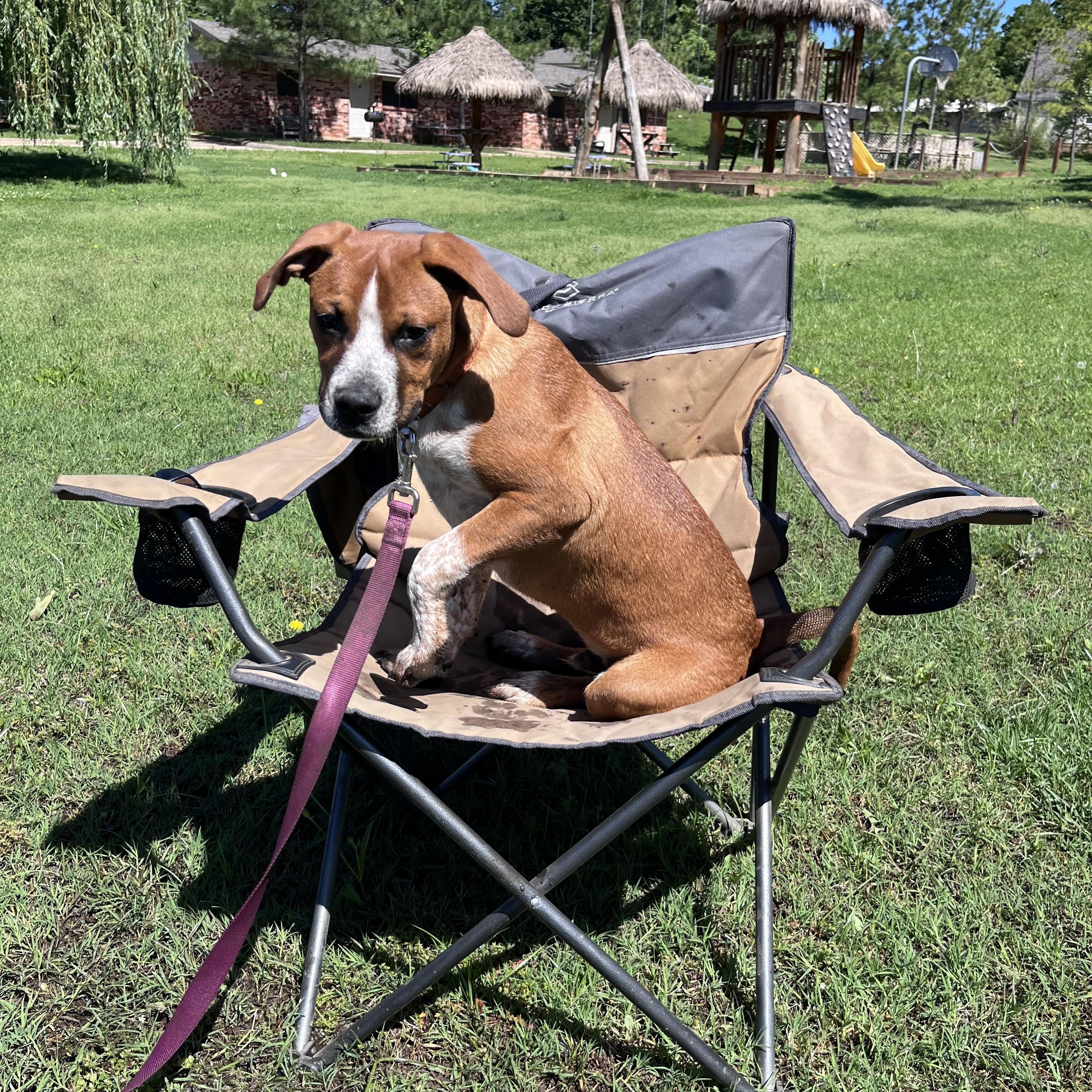 O'Malley <3, Young Male Beagle