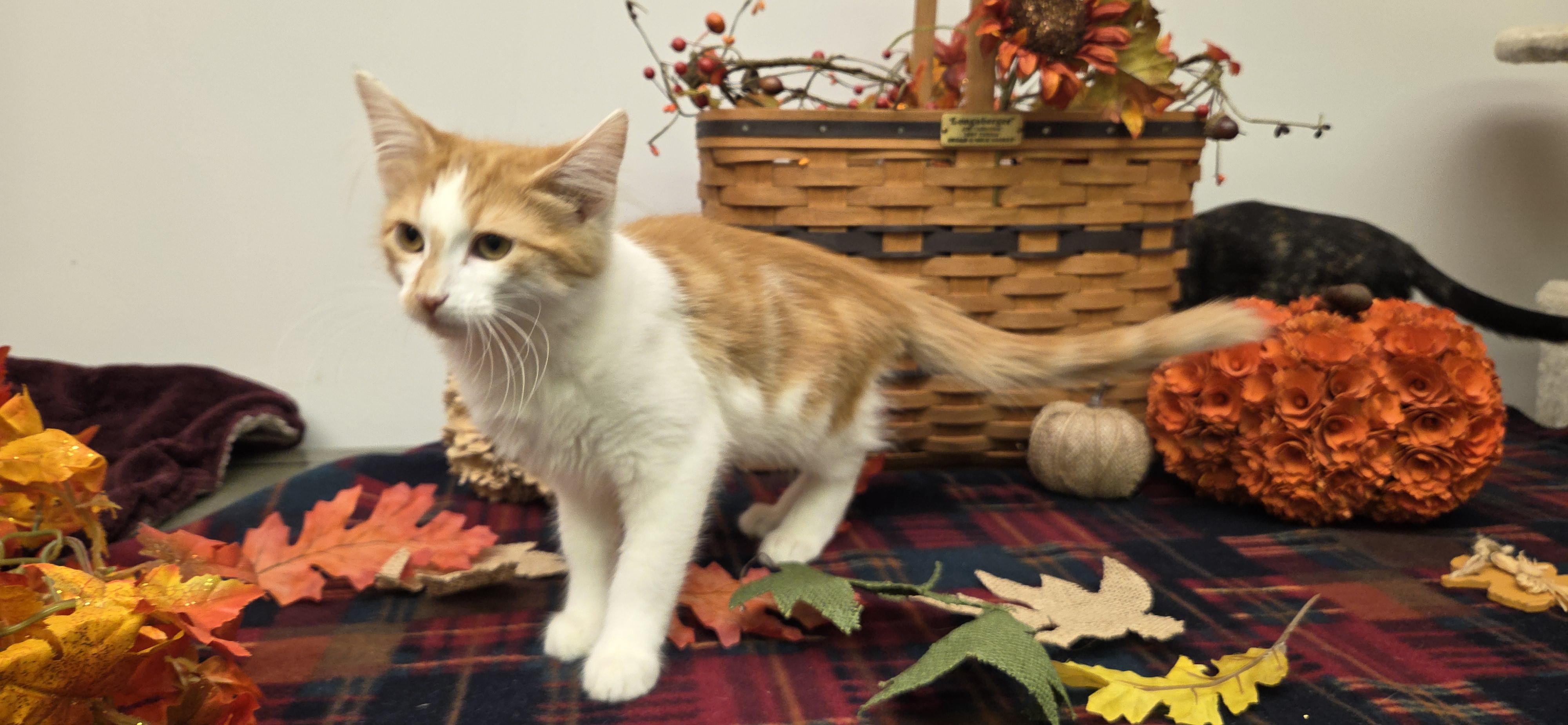 Simbad, Adopted, Kitten Male Domestic Long Hair.