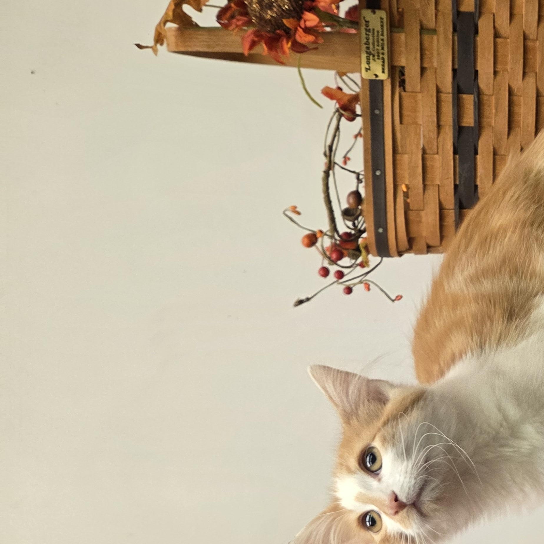 Enlarge Simbad, a Adopted Domestic Long Hair in Louisville, OH image 3/3