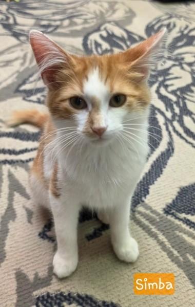 Enlarge Simbad, a Adopted Domestic Long Hair in Louisville, OH image 2/3