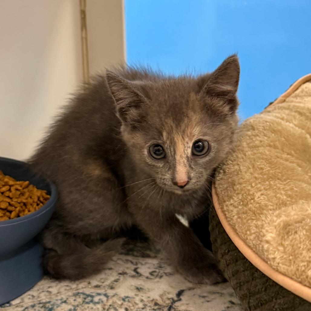 Enlarge Amber, a Adoptable Domestic Short Hair in Cheyenne, WY image 1/4