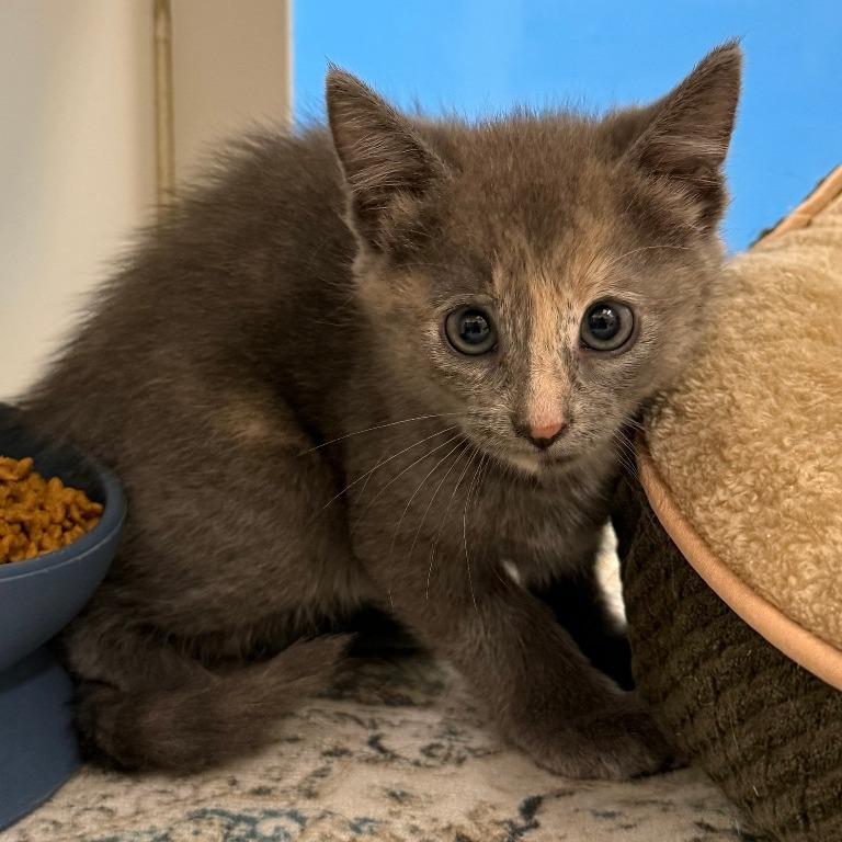 Enlarge Amber, a Adoptable Domestic Short Hair in Cheyenne, WY image 2/4