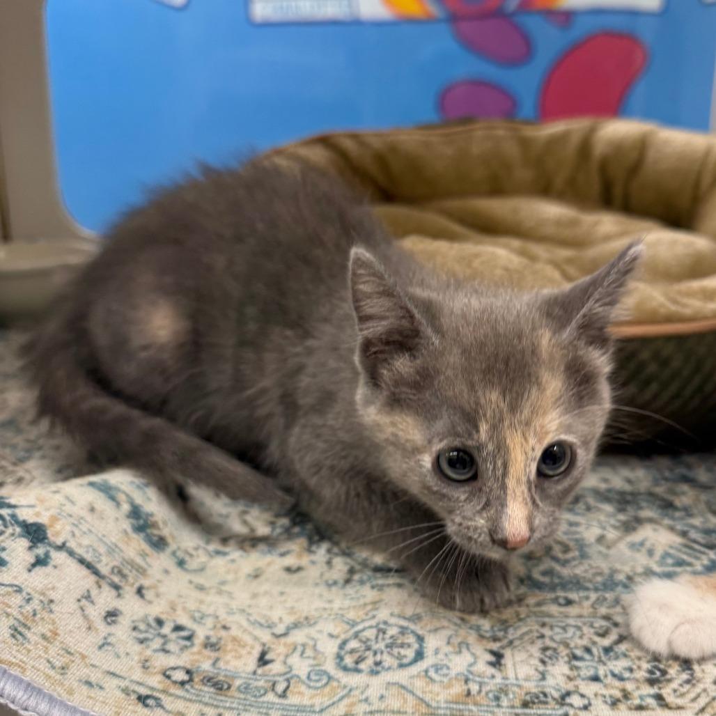 Enlarge Amber, a Adoptable Domestic Short Hair in Cheyenne, WY image 3/4