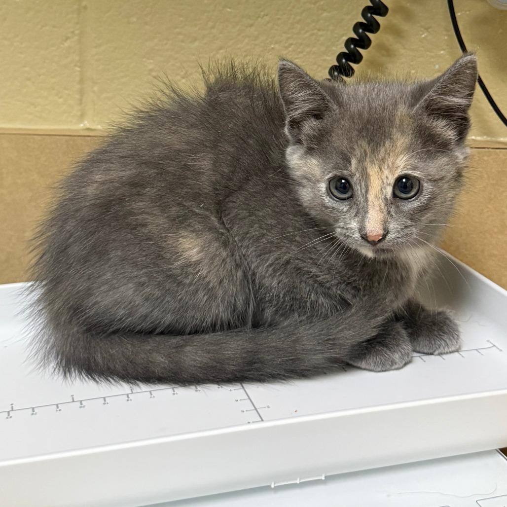 Enlarge Amber, a Adoptable Domestic Short Hair in Cheyenne, WY image 4/4