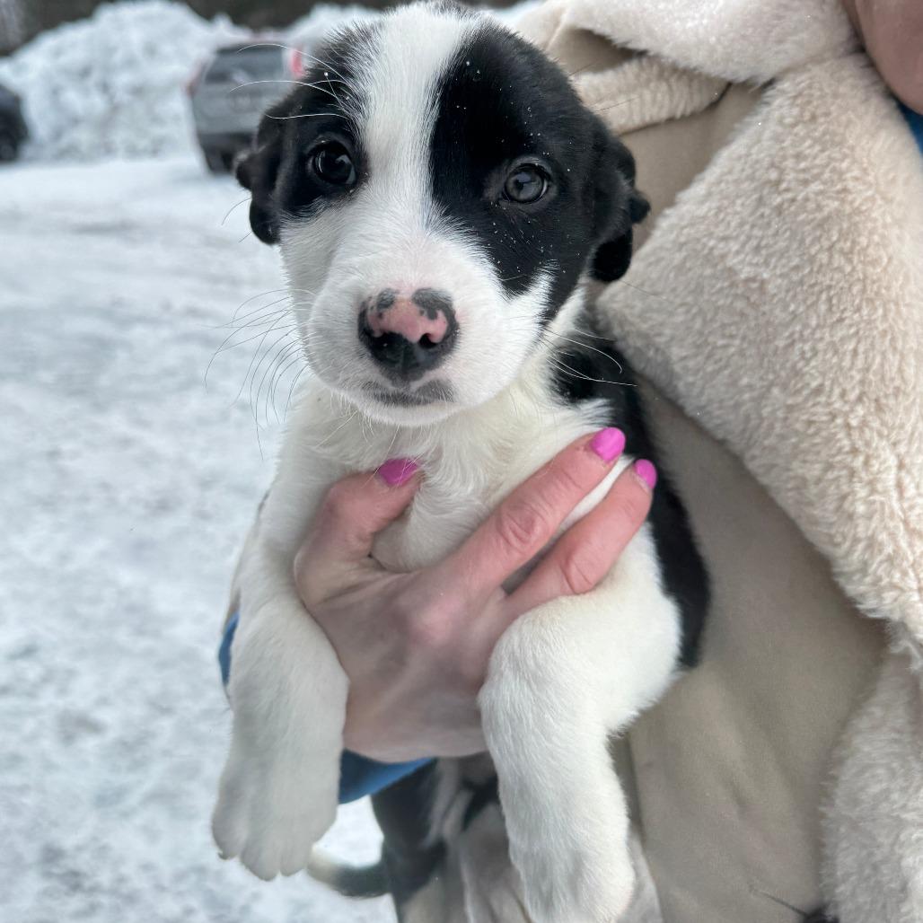 NY Marcus (Foster in Ossining NY), a Adoptable mixed breed in Ossining , NY image 3/6