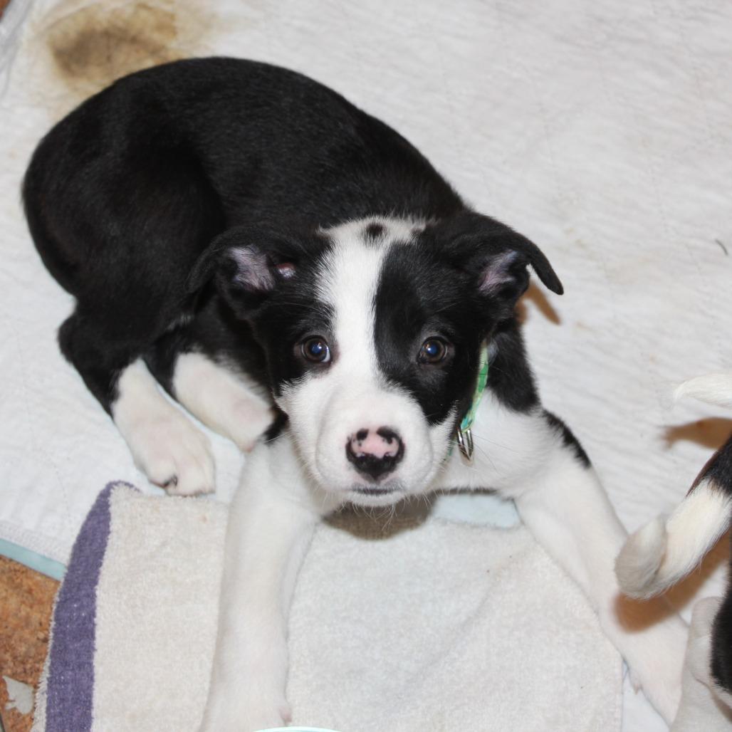 NY Marcus (Foster in Ossining NY), a Adoptable mixed breed in Ossining , NY image 4/6