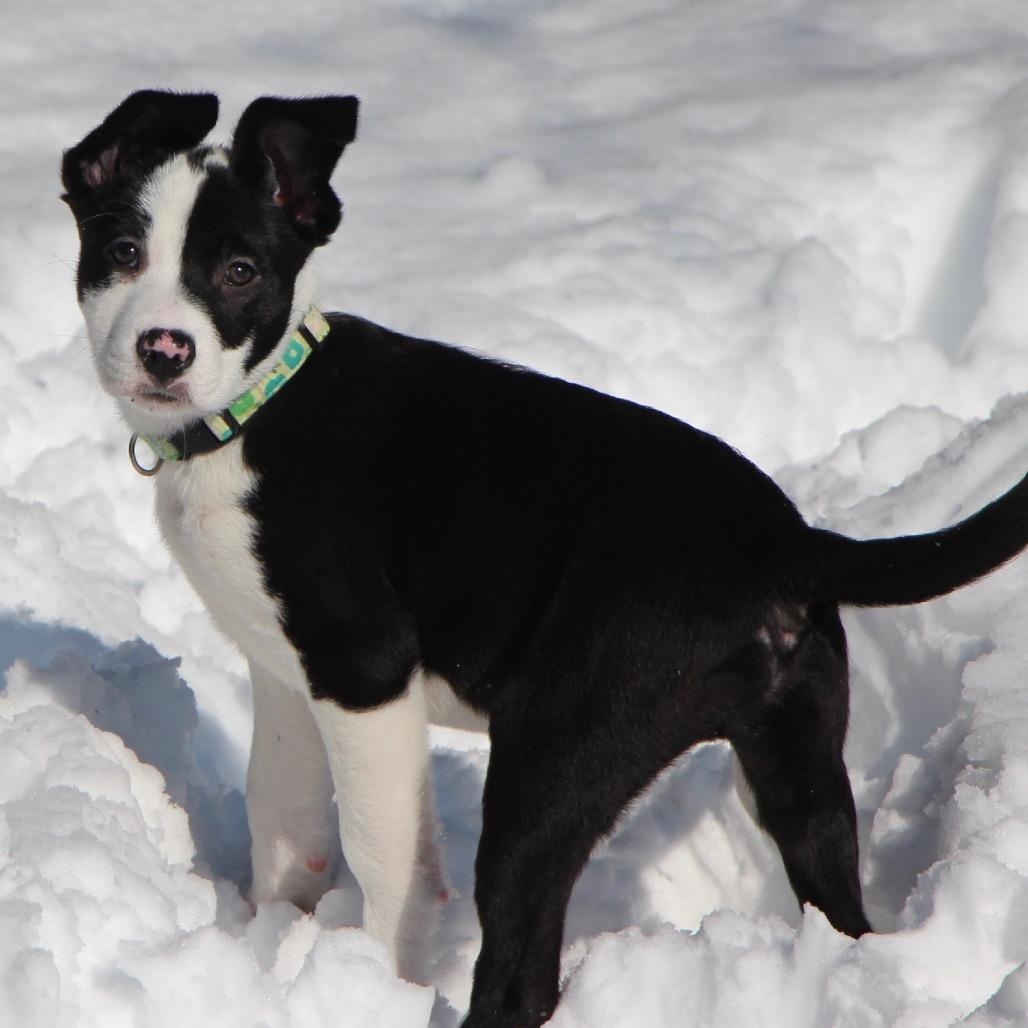 NY Marcus (Foster in Ossining NY), Adoptable, Puppy Male Border Collie & Terrier.
