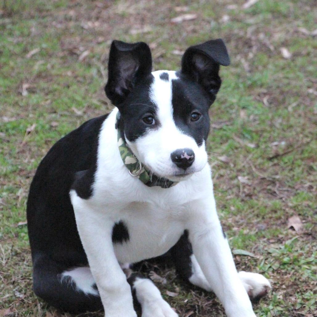 NY Marcus (Foster in Ossining NY), Adoptable, Puppy Male Border Collie & Terrier.