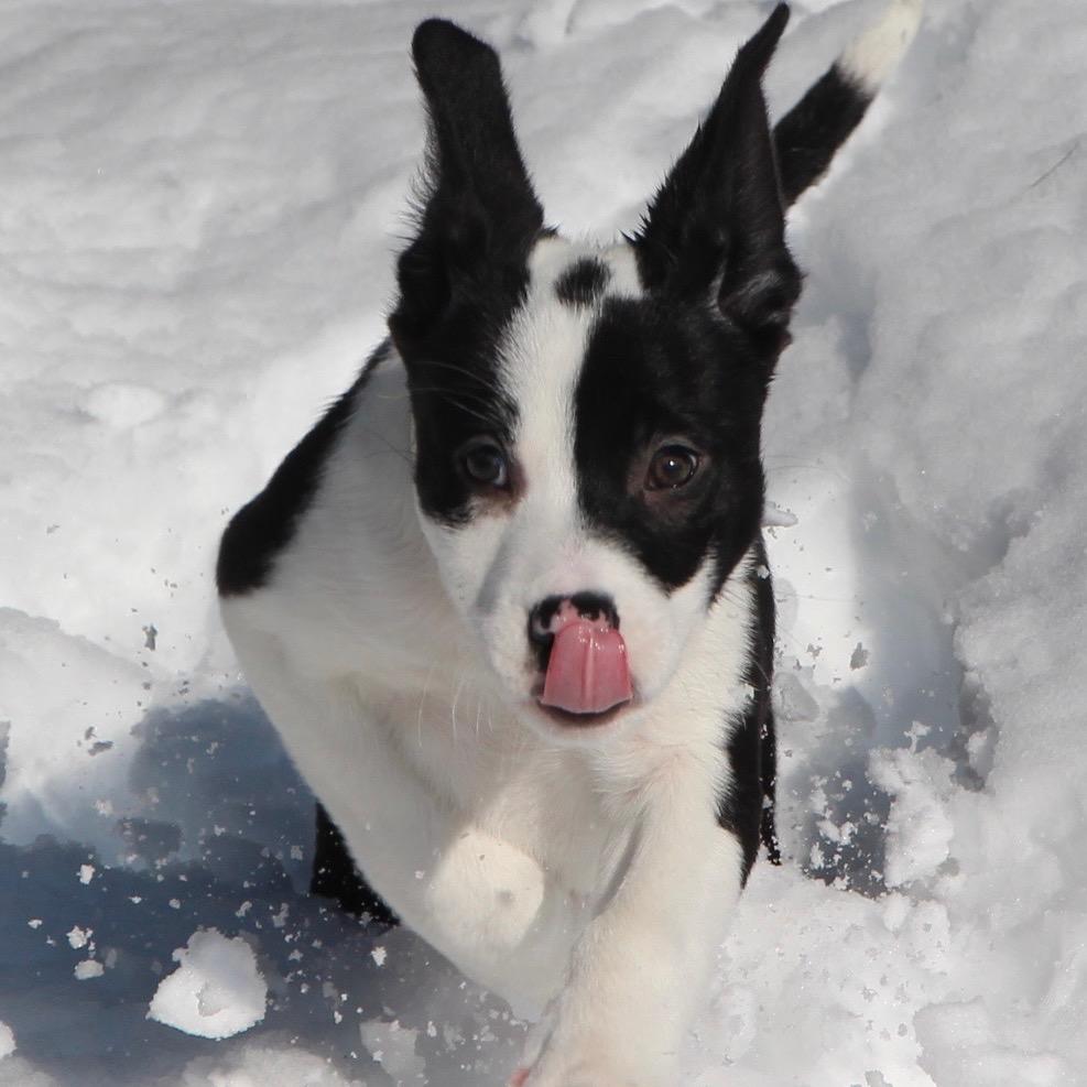 NY Marcus (Foster in Ossining NY), a Adoptable mixed breed in Ossining , NY image 5/6