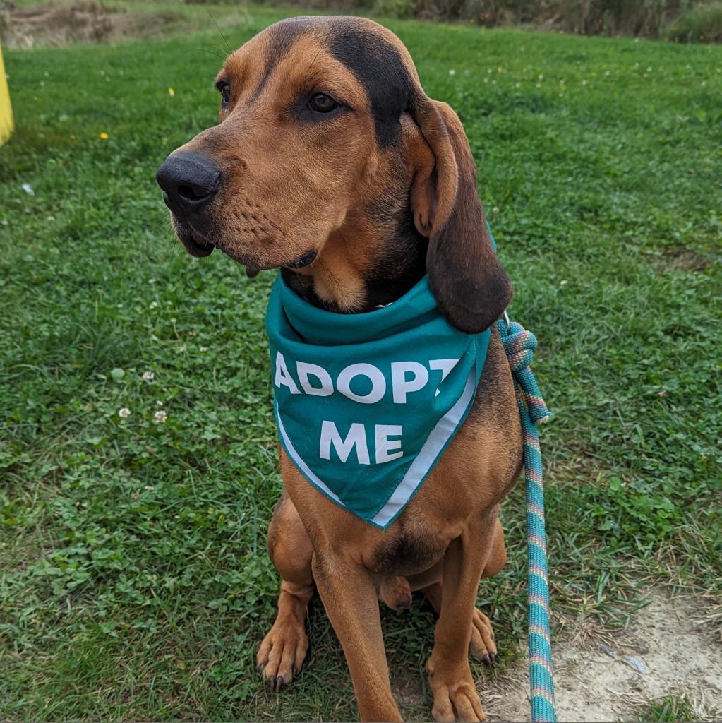 Rylo *In Foster*, Adoptable, Adult Male Hound & Mixed Breed.