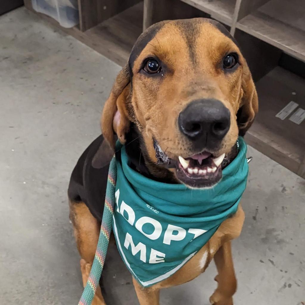 Enlarge Rylo *In Foster*, a Adoptable mixed breed in Dover, NH image 2/6