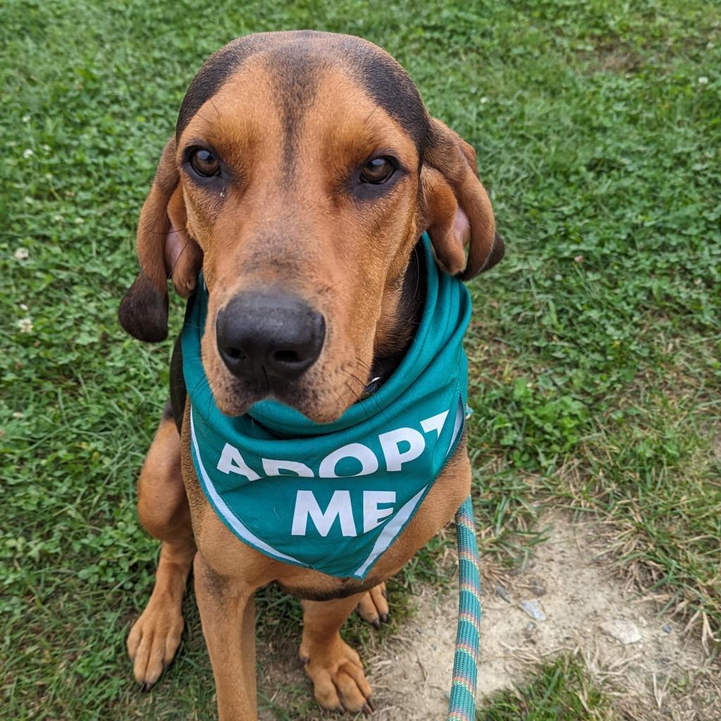 Enlarge Rylo *In Foster*, a Adoptable mixed breed in Dover, NH image 3/6