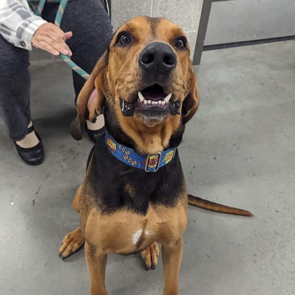 Enlarge Rylo *In Foster*, a Adoptable mixed breed in Dover, NH image 4/6