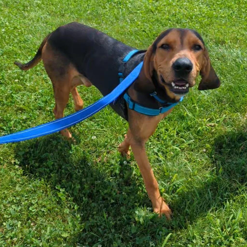 Enlarge Rylo *In Foster*, a Adoptable mixed breed in Dover, NH image 5/6