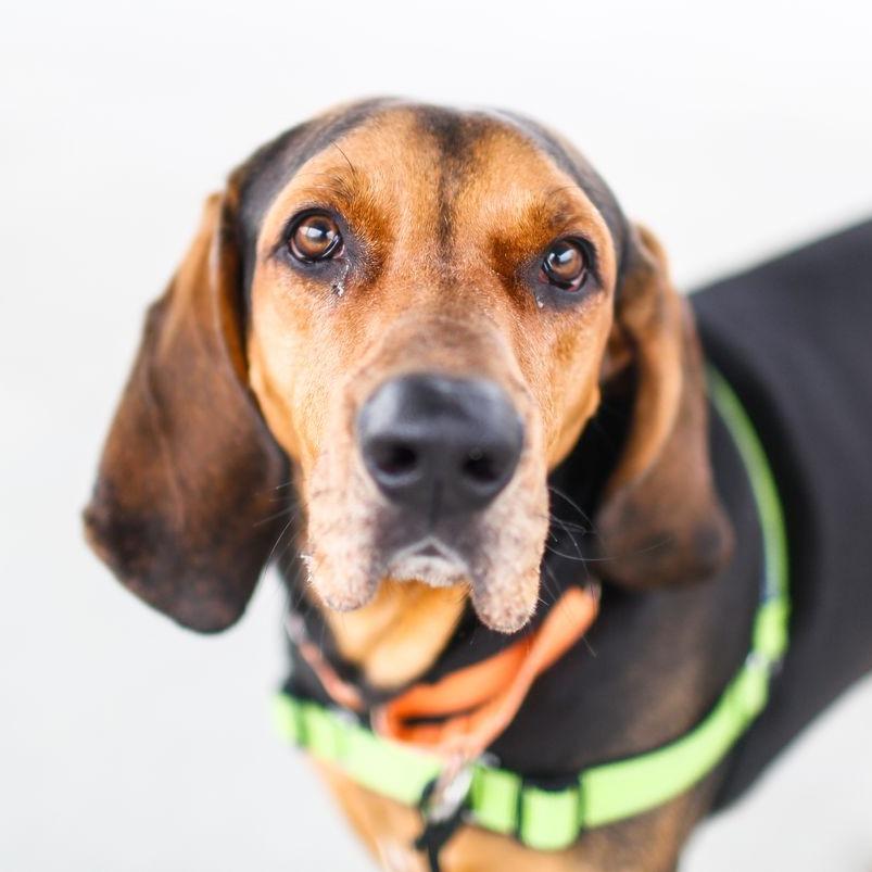 Enlarge Rylo *In Foster*, a Adoptable mixed breed in Dover, NH image 6/6