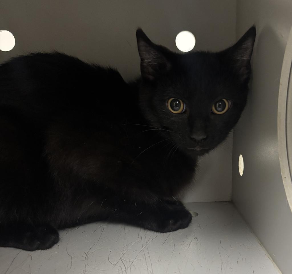 Vern, Adoptable, Kitten Male Domestic Short Hair.