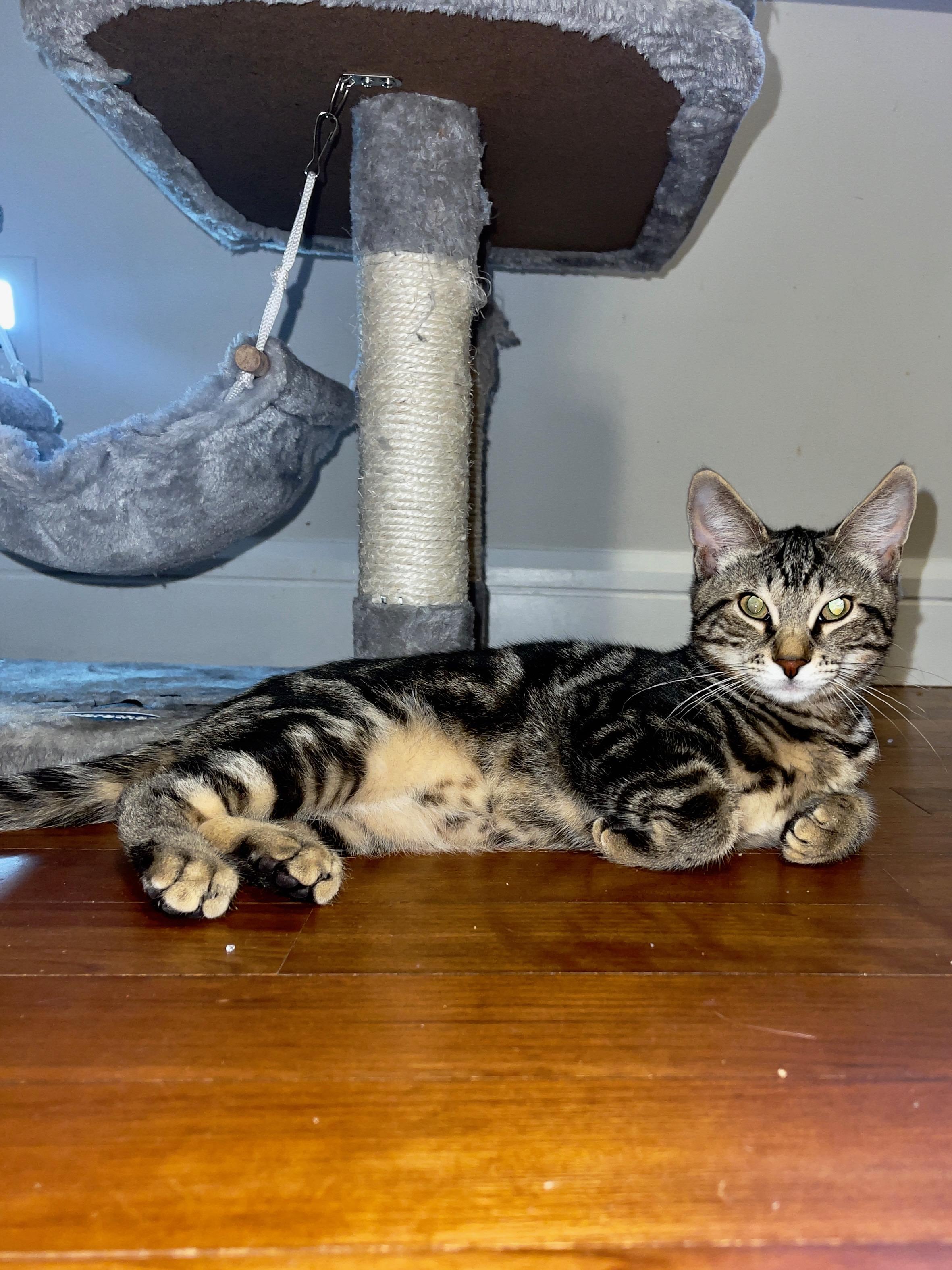 Bananas - the head-butting, "stalker" lapkitten who thinks you need a shadow!