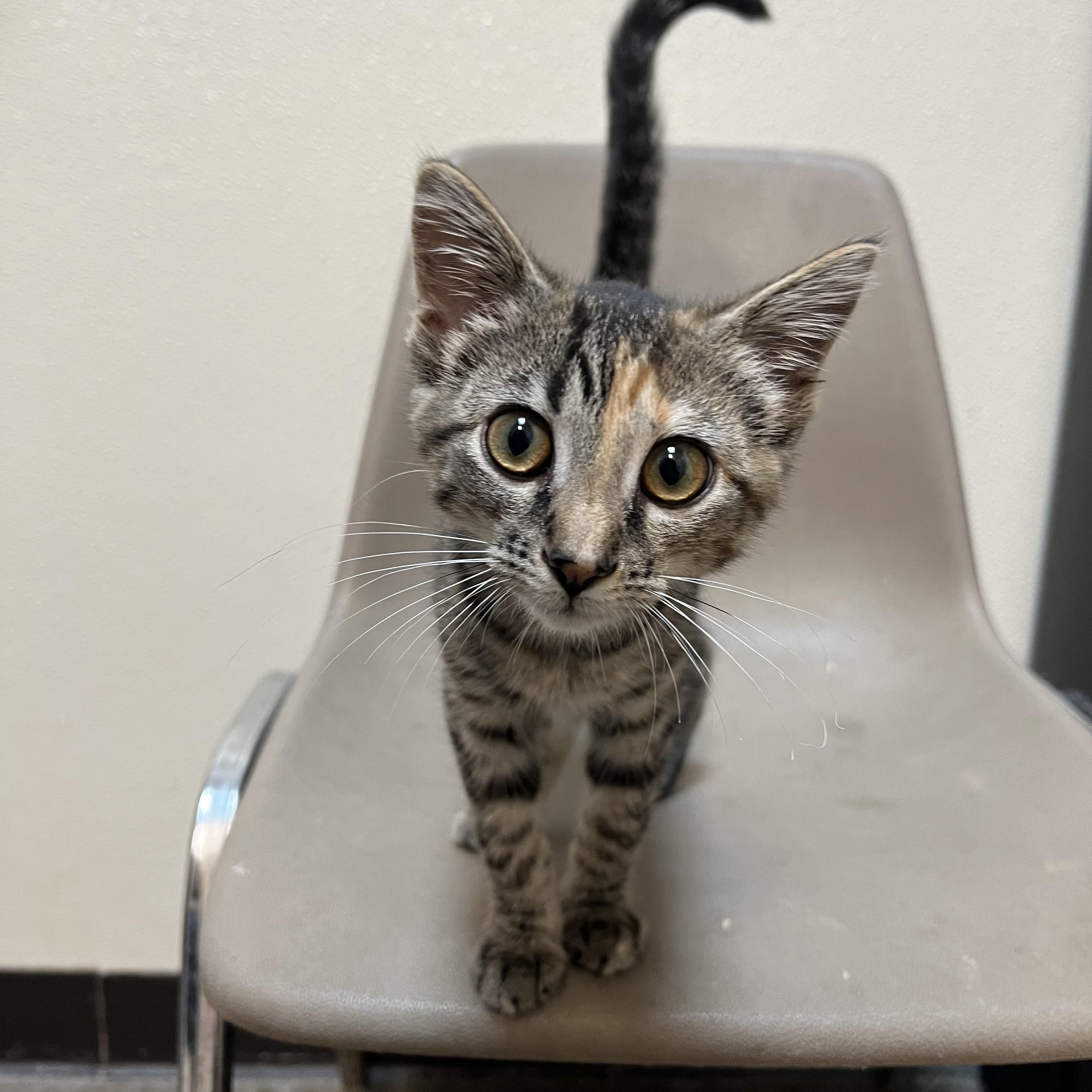 Enlarge Rue, a ADOPTABLE Domestic Short Hair in Fairmont, MN image 5/6