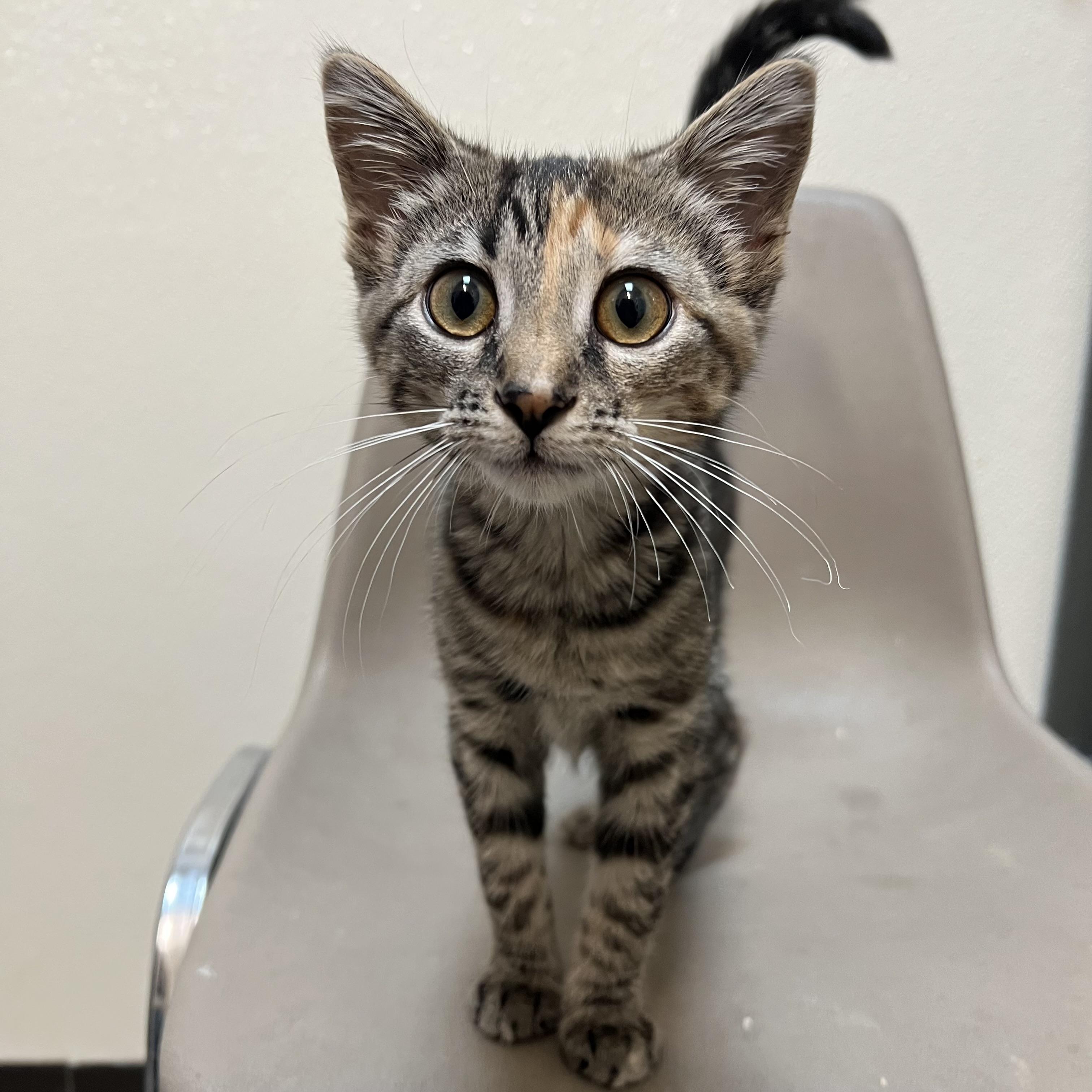 Rue, ADOPTABLE, Kitten Female Domestic Short Hair.