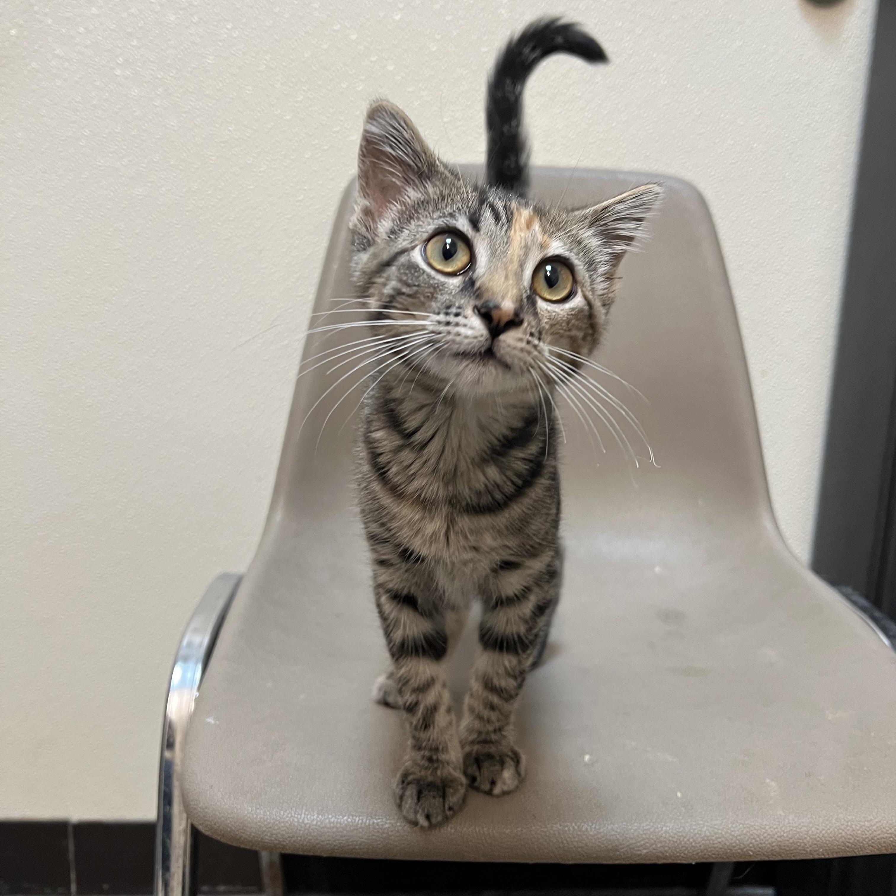 Enlarge Rue, a ADOPTABLE Domestic Short Hair in Fairmont, MN image 2/6