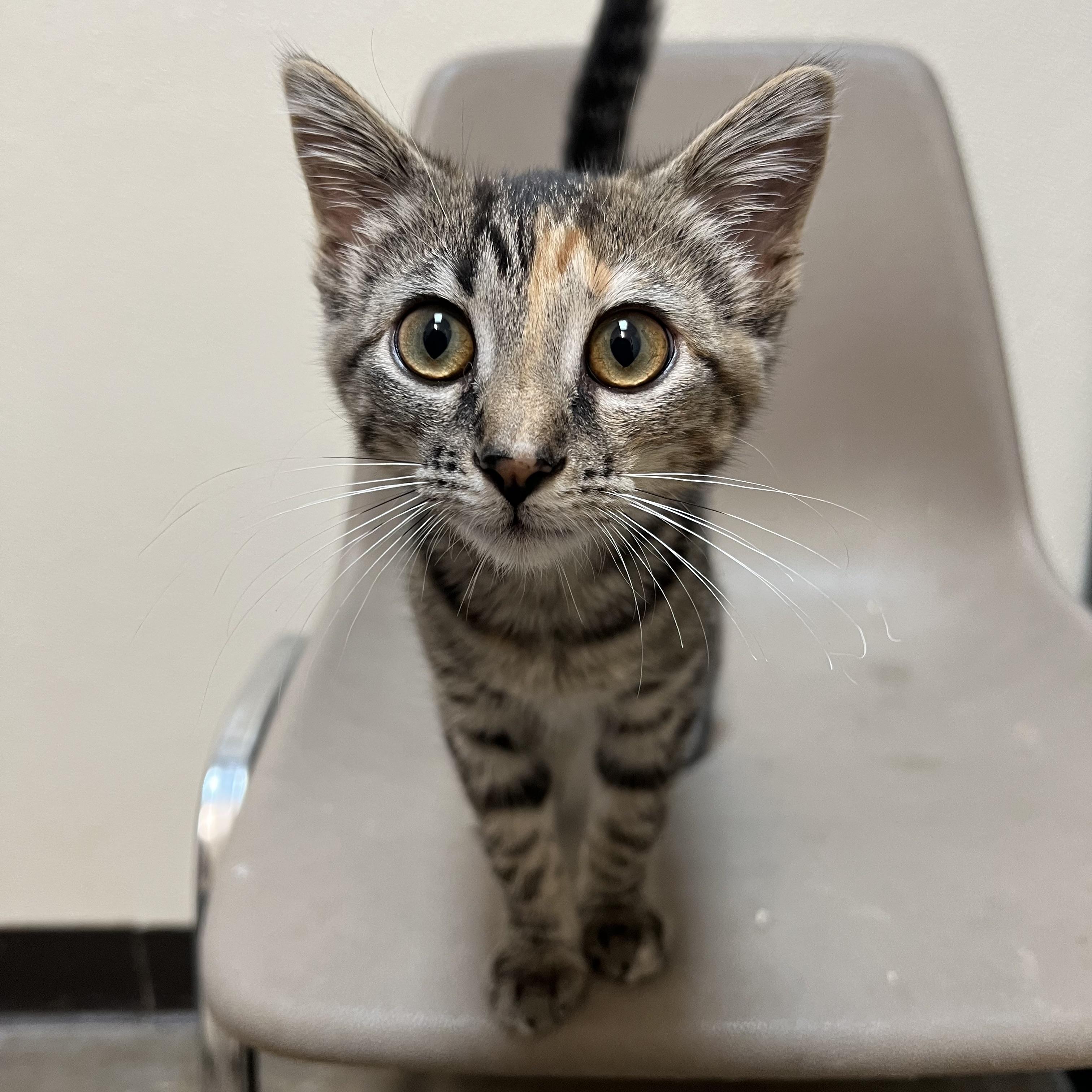 Enlarge Rue, a ADOPTABLE Domestic Short Hair in Fairmont, MN image 6/6