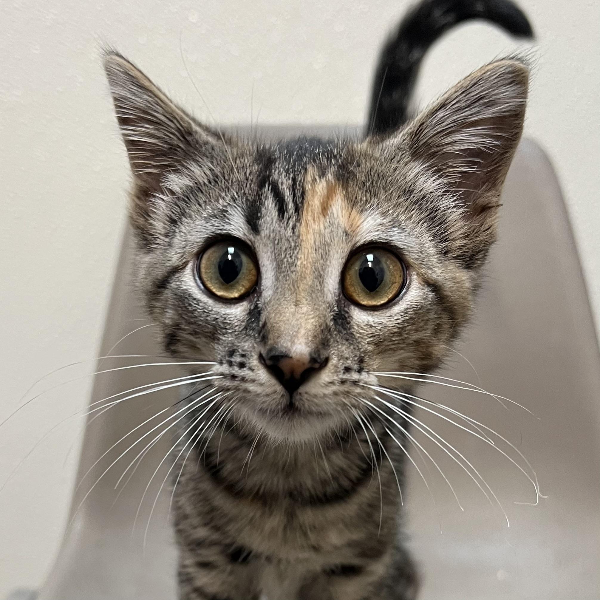 Enlarge Rue, a ADOPTABLE Domestic Short Hair in Fairmont, MN image 4/6