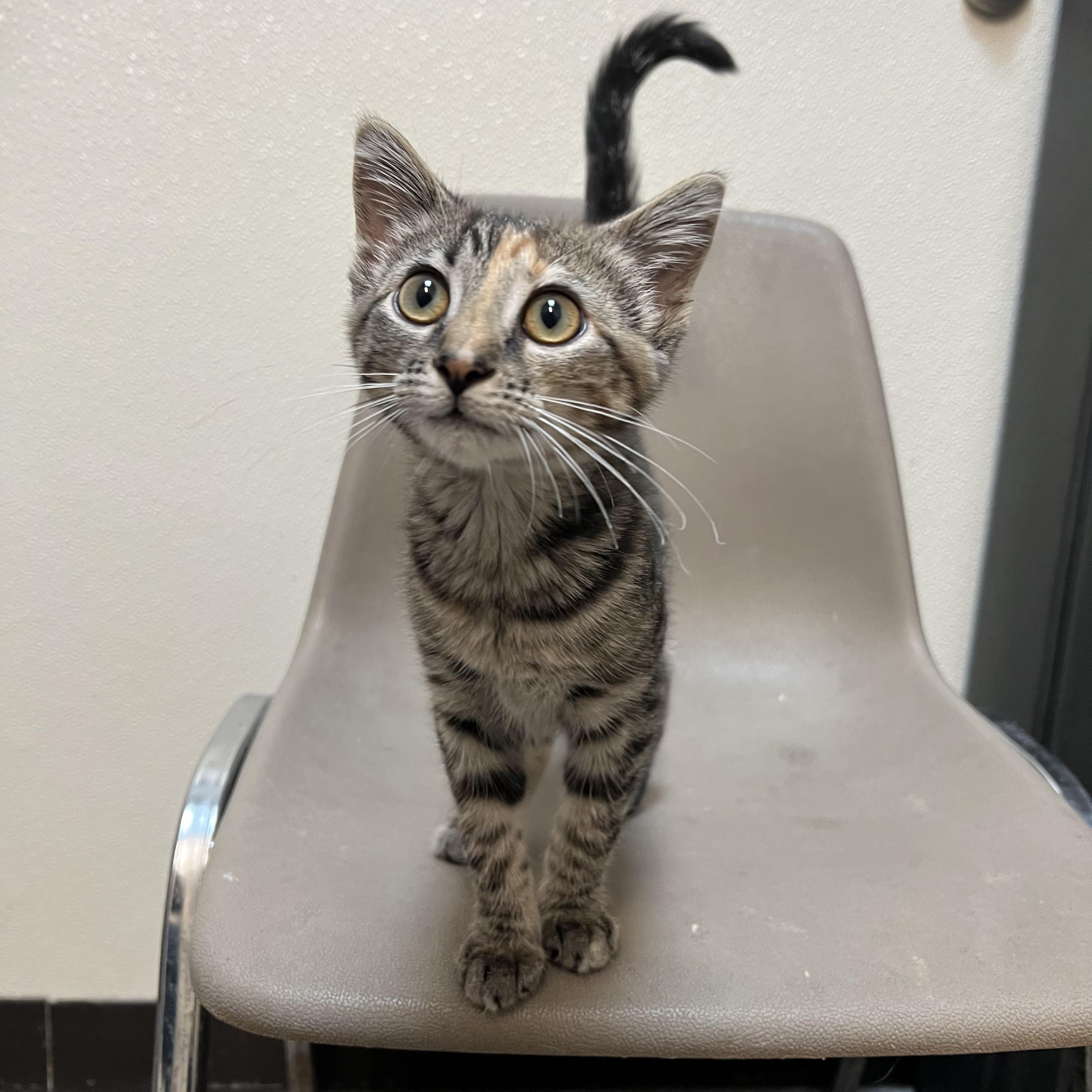 Enlarge Rue, a ADOPTABLE Domestic Short Hair in Fairmont, MN image 3/6
