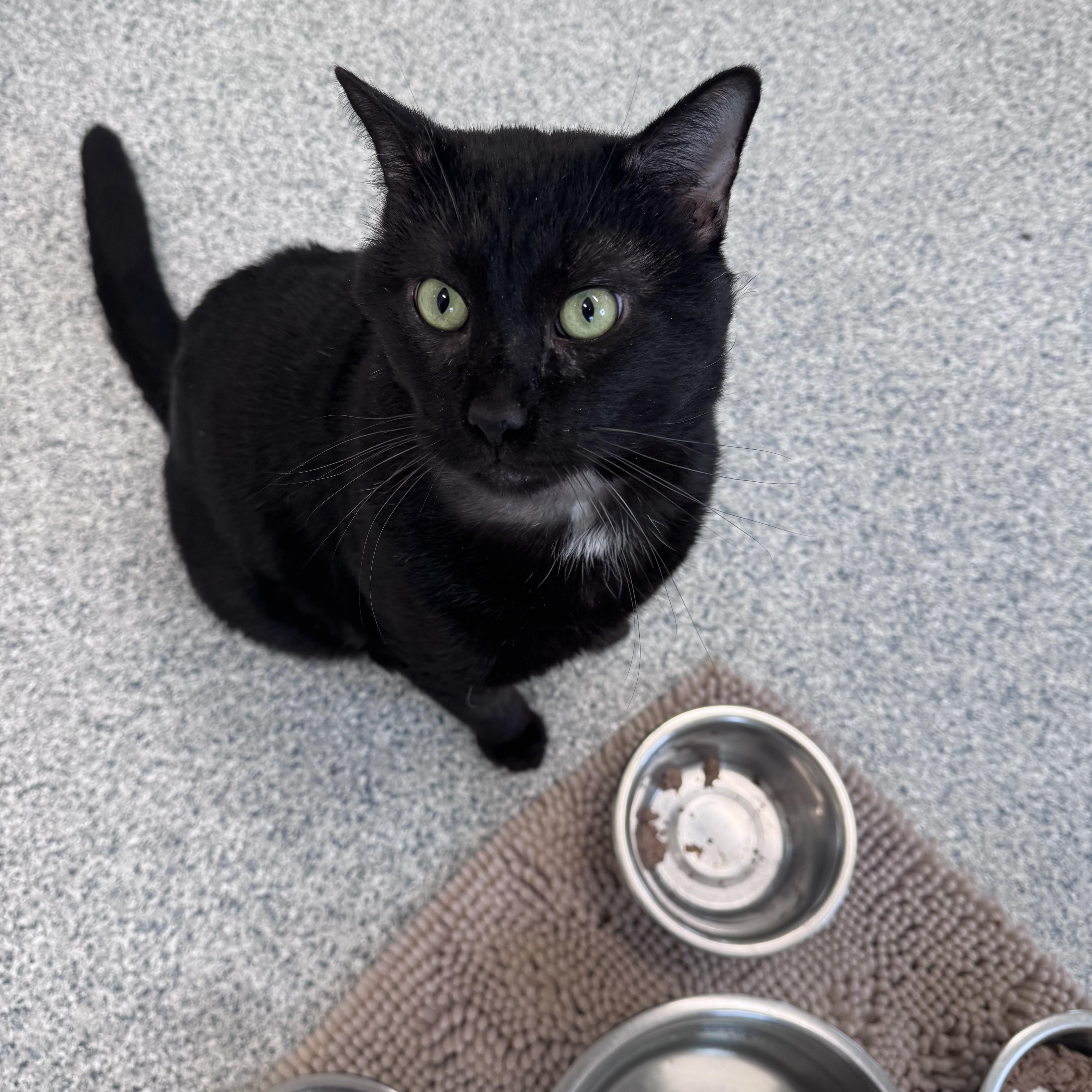 Damien , ADOPTABLE, Adult Male Domestic Short Hair.