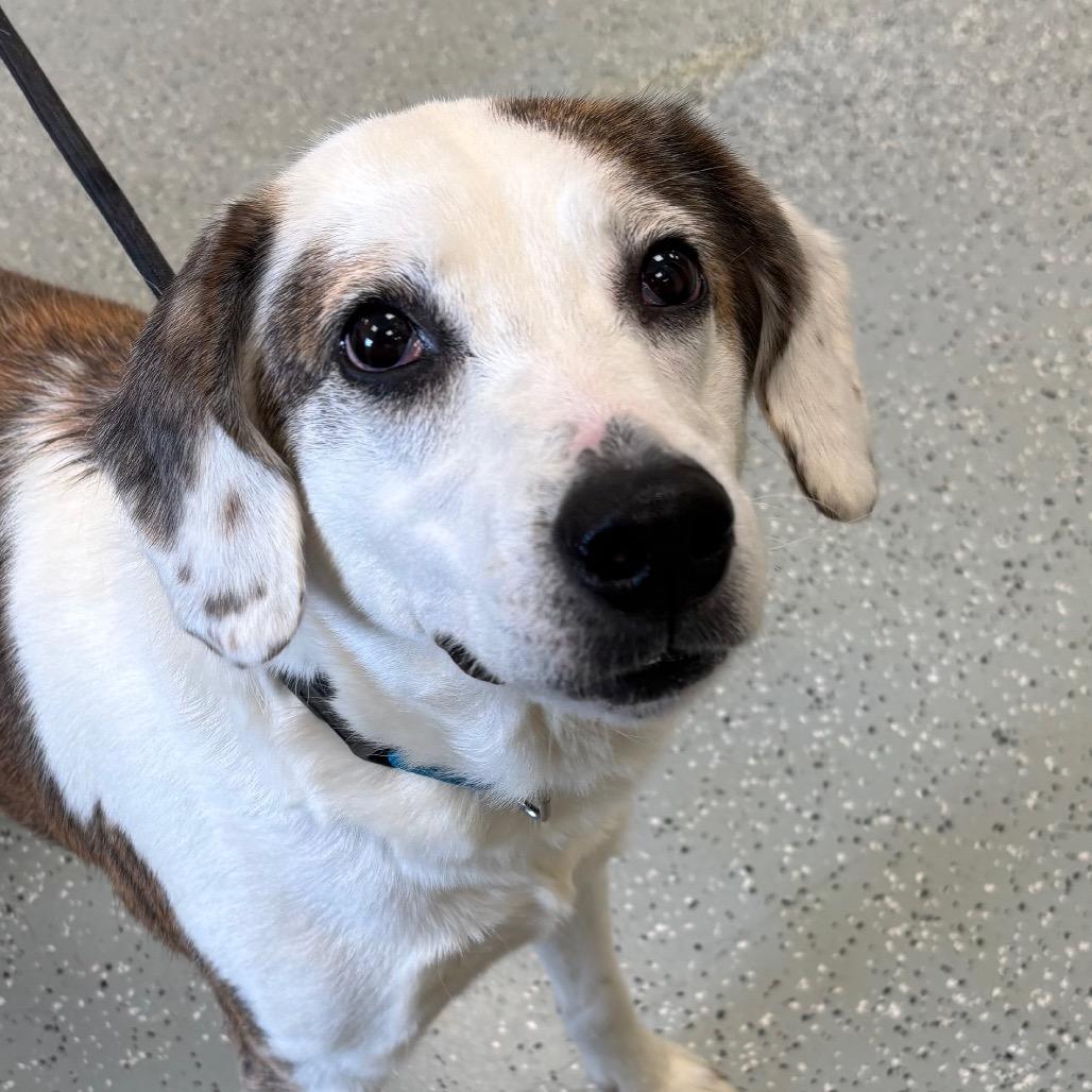 Maggie, Adoptable, Adult Female Hound & Mixed Breed.