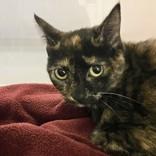 Enlarge Stormy, a Adopted Domestic Short Hair in Hilliard, OH image 1/1